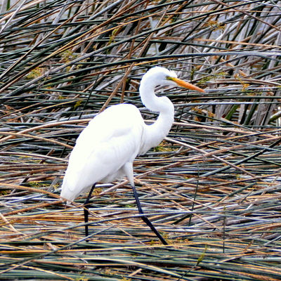 Great Egret